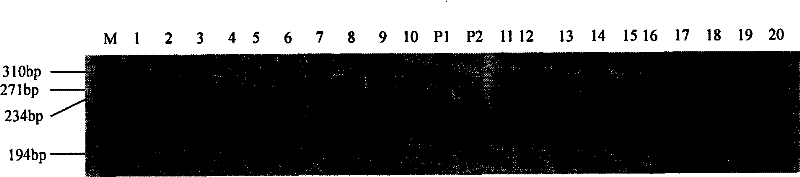 Method for appraising rice fragrance