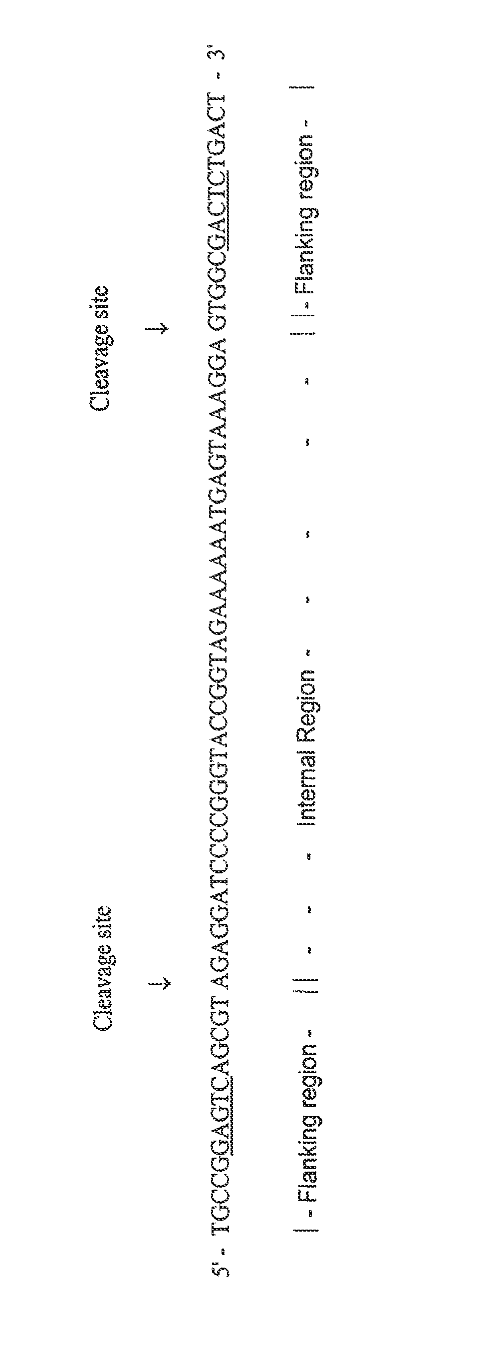 Methods for rapid production of double-stranded target DNA