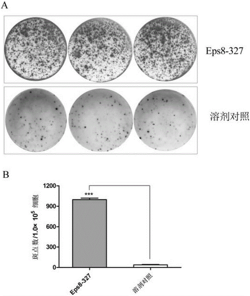 Dual anti-tumor polypeptide based on Eps8-EGFR binding domain