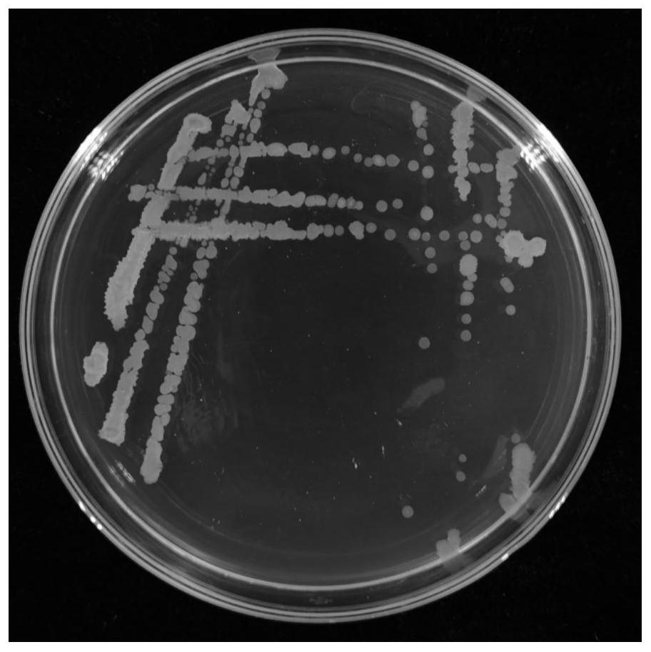 Bacillus amyloliquefaciens with broad-spectrum antagonism, microbial agent and application of bacillus amyloliquefaciens
