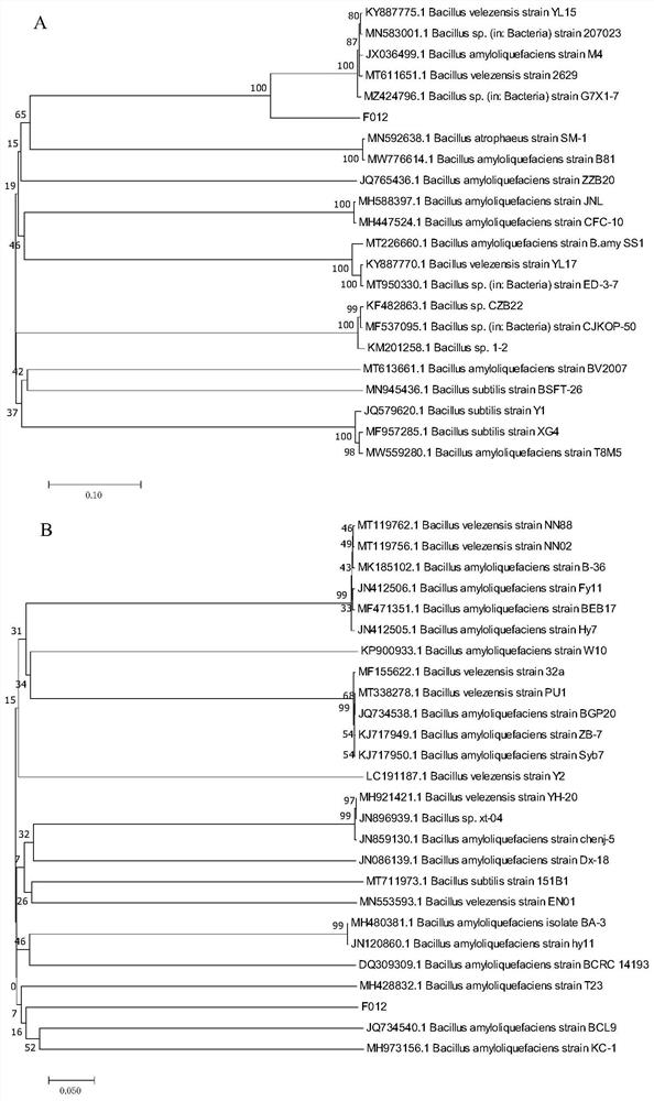 Bacillus amyloliquefaciens with broad-spectrum antagonism, microbial agent and application of bacillus amyloliquefaciens