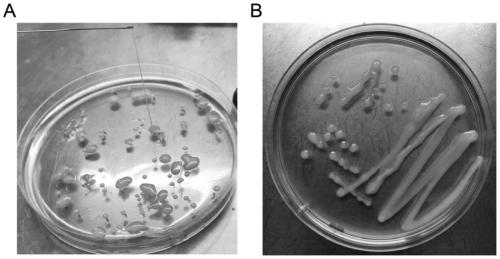 Lactobacillus plantarum producing exopolysaccharides