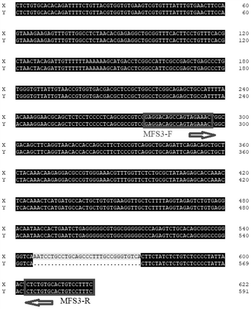 Molecular marker for identifying genetic sex of micropterus salmoides and primer pair thereof
