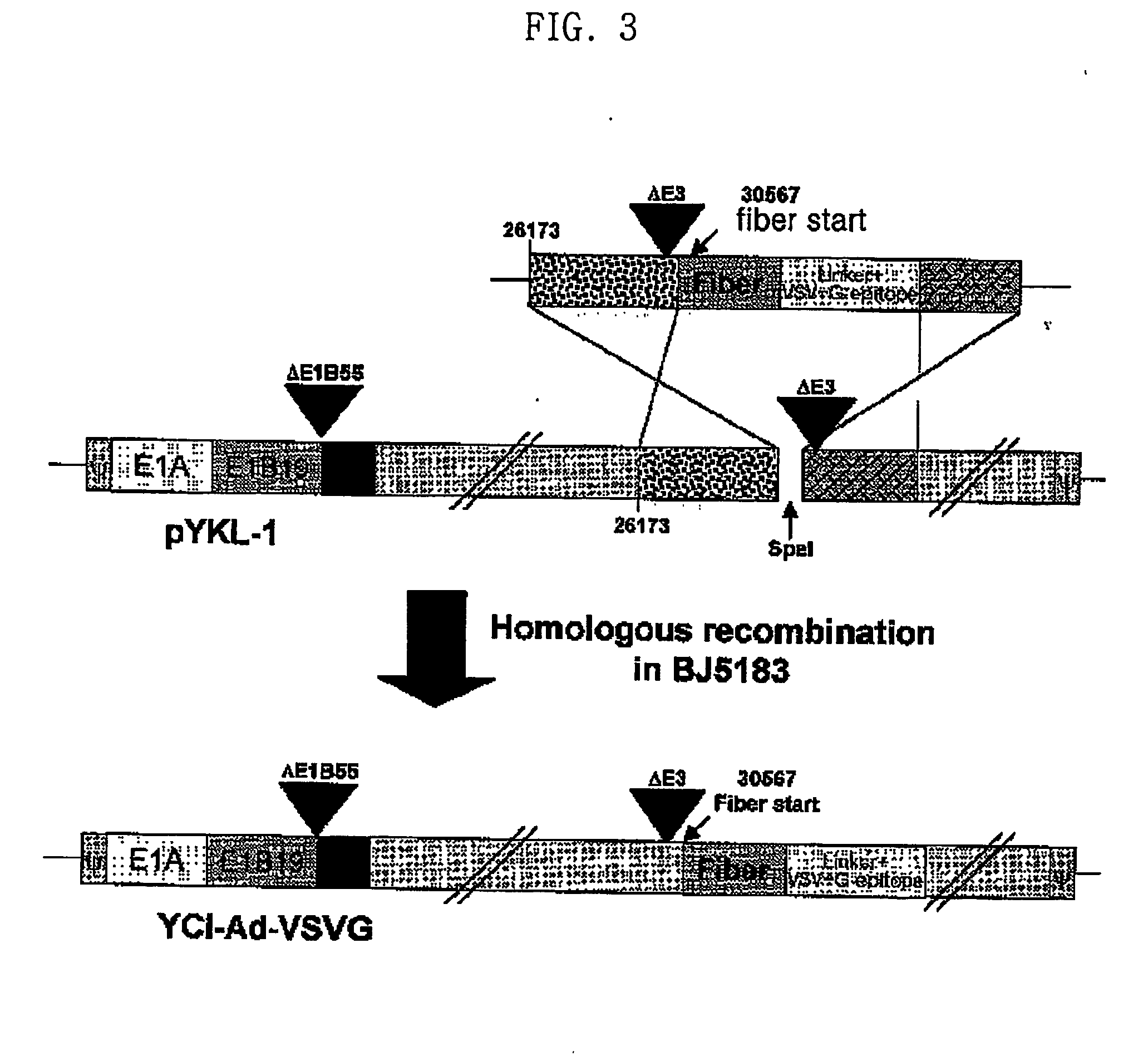 Recombinant adenovirus with enhanced therapeutic effect and pharmaceutical composition comprising said recombinant adenovirus