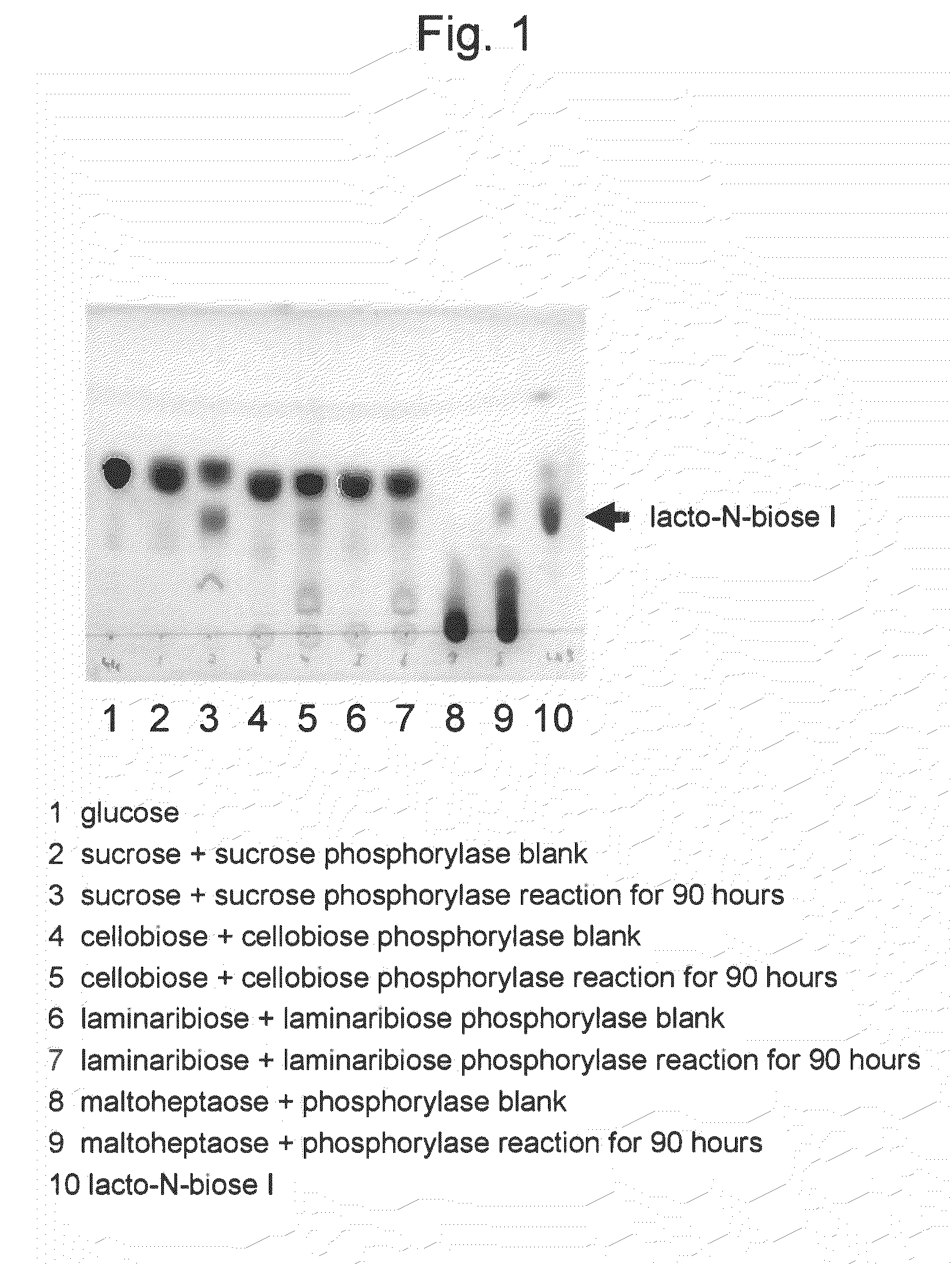 Method for producing lacto-N-biose I and galacto-N-biose