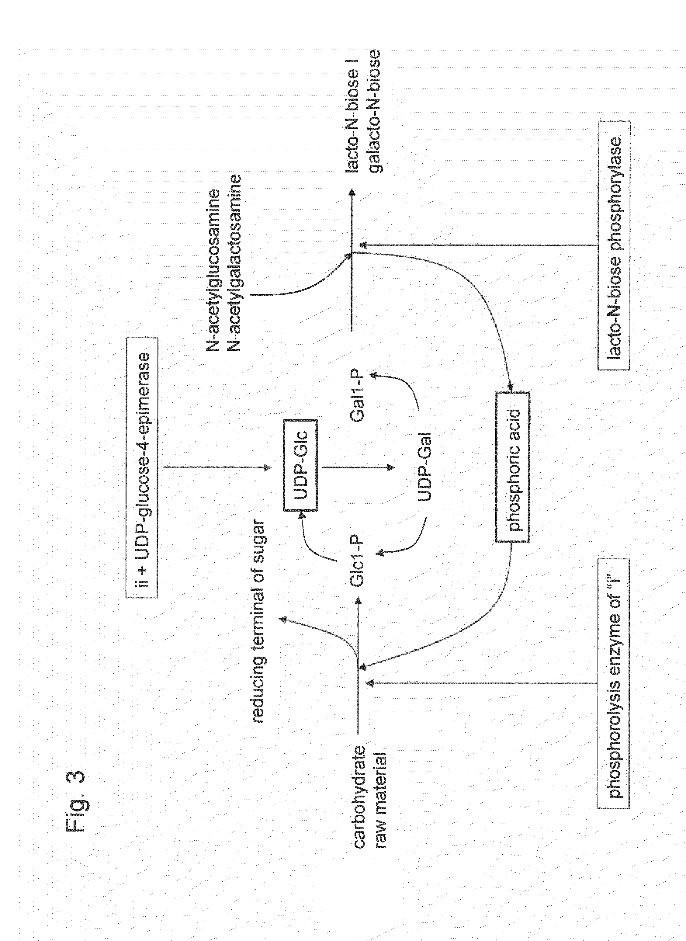 Method for producing lacto-N-biose I and galacto-N-biose