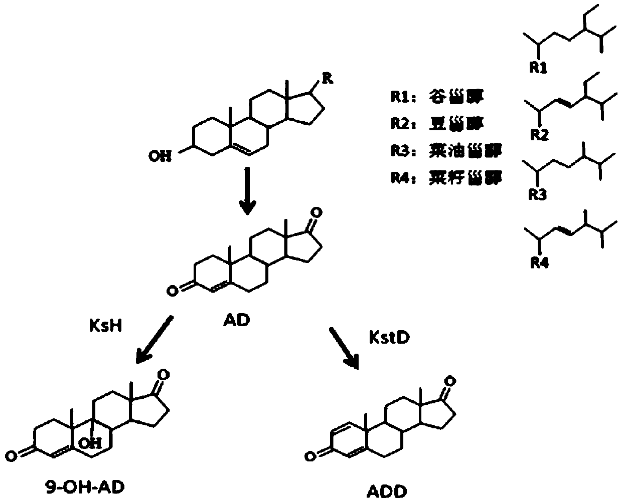 Method for preparing steroid drug intermediate employing bioconversion phytosterol