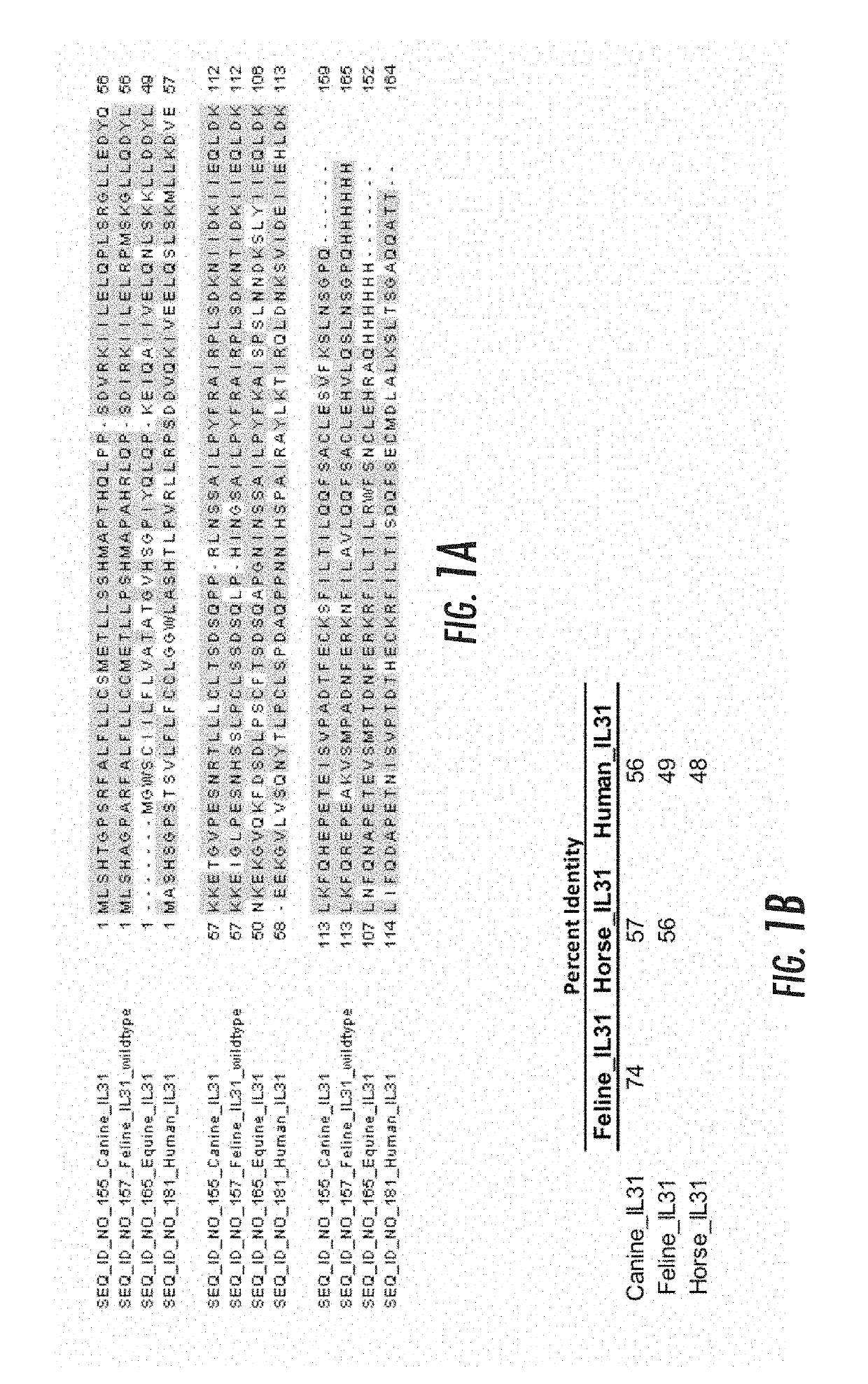 Interleukin-31 monoclonal antibodies for veterinary use