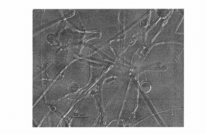 Fungal inoculant for controlling bacterial wilt of tomato and preparation method thereof