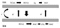 Bioelectrochemical coupling system for purifying drinking water and purification method thereof