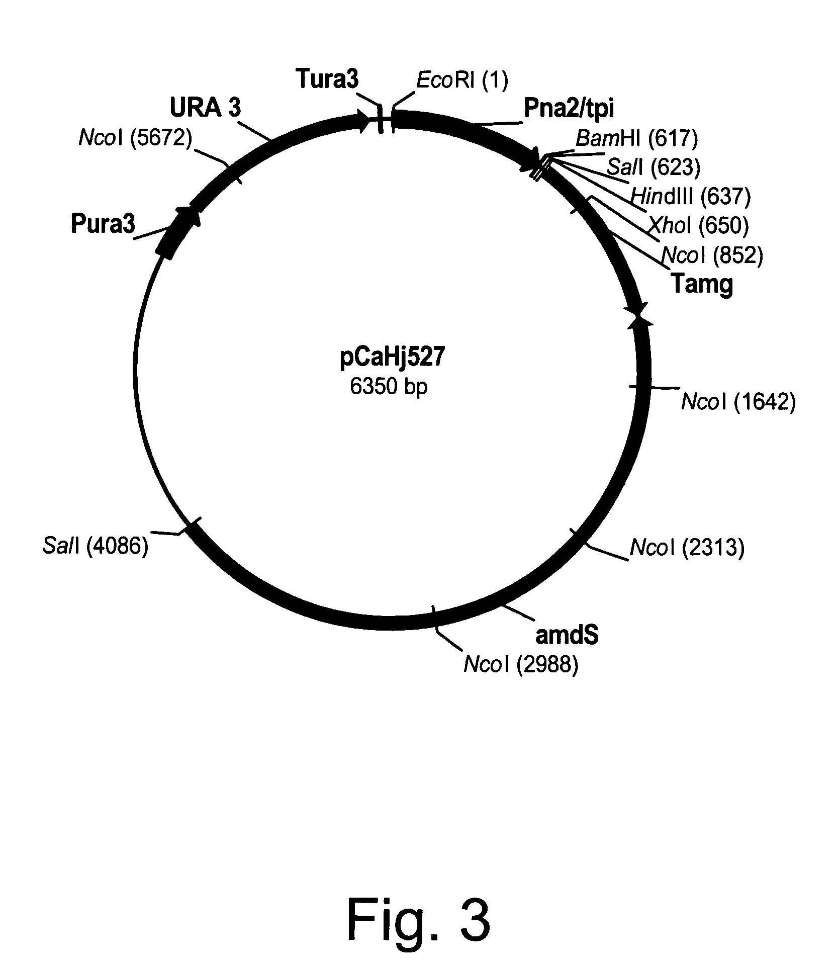Methods for degrading or converting plant cell wall polysaccharides