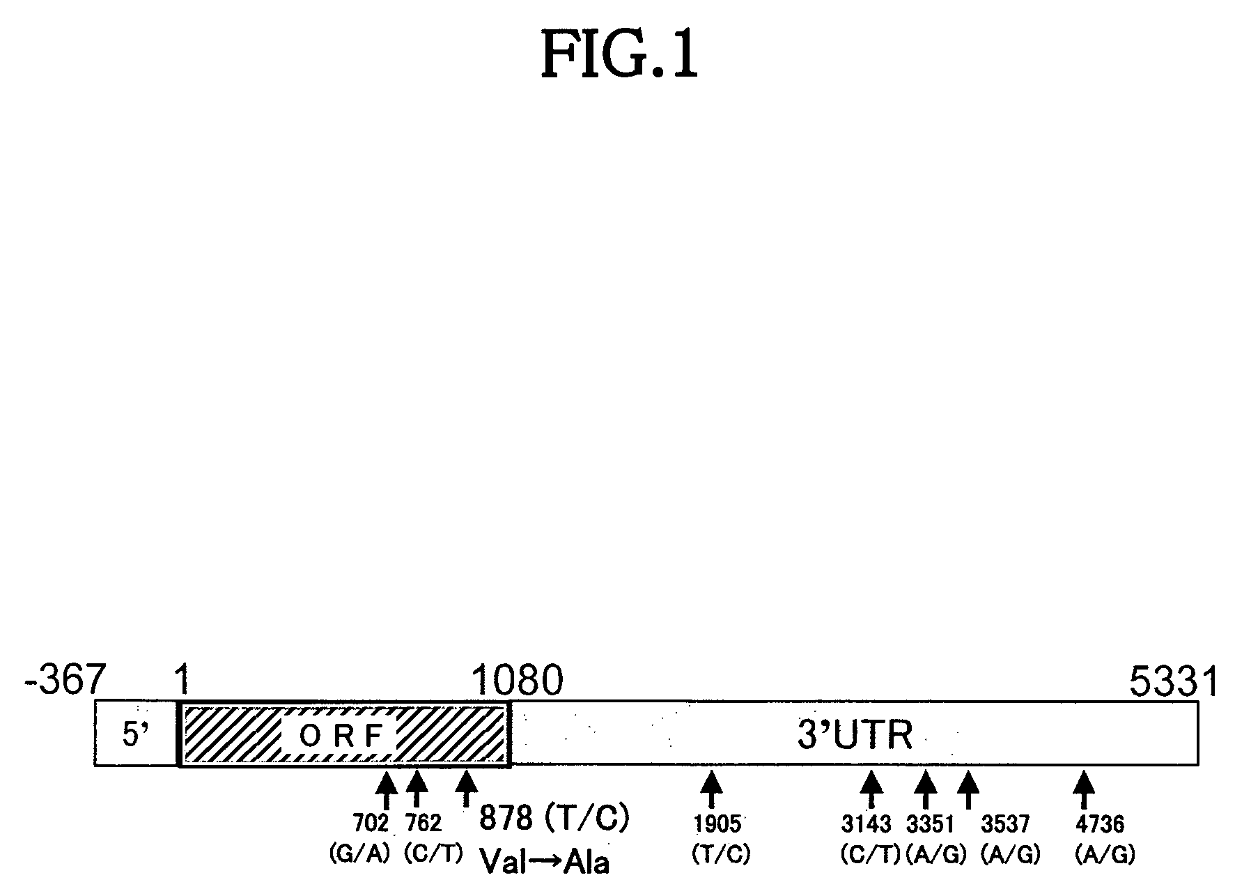 Method for evaluating quality of beef such as taste and texture on the basis of genotype of stearoyl-CoA desaturase