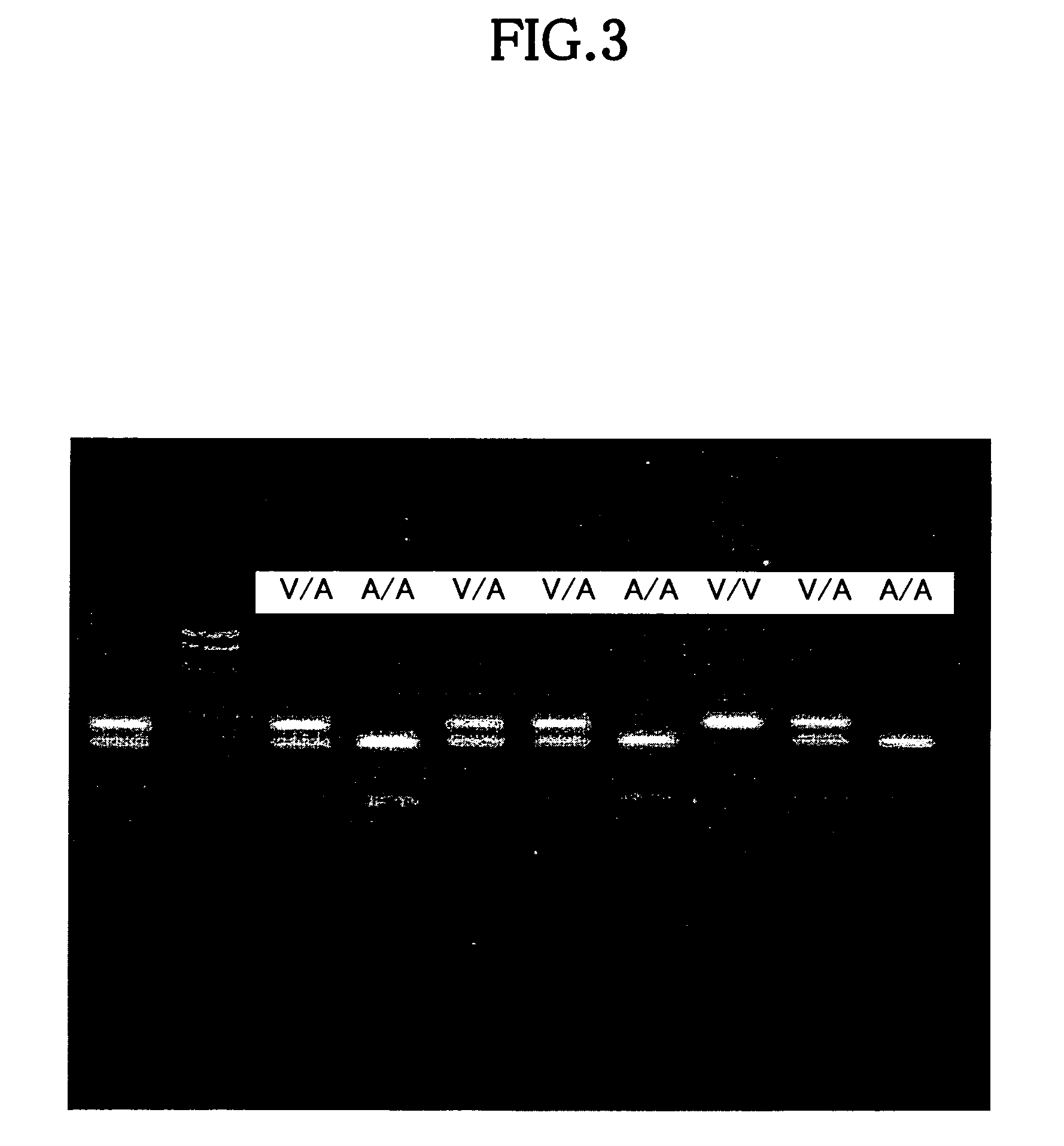 Method for evaluating quality of beef such as taste and texture on the basis of genotype of stearoyl-CoA desaturase