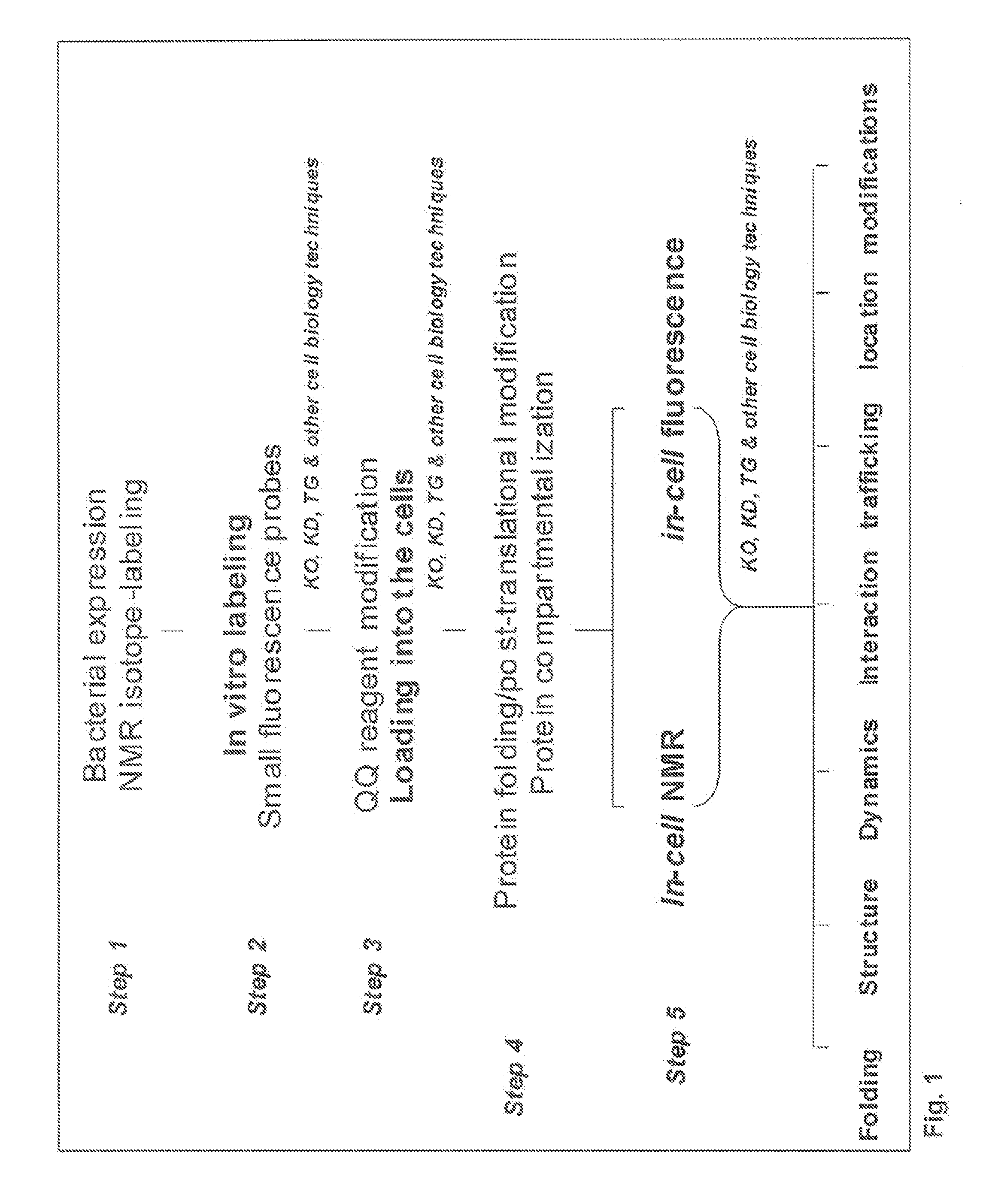 Method and composition for a protein transduction technology and its applications