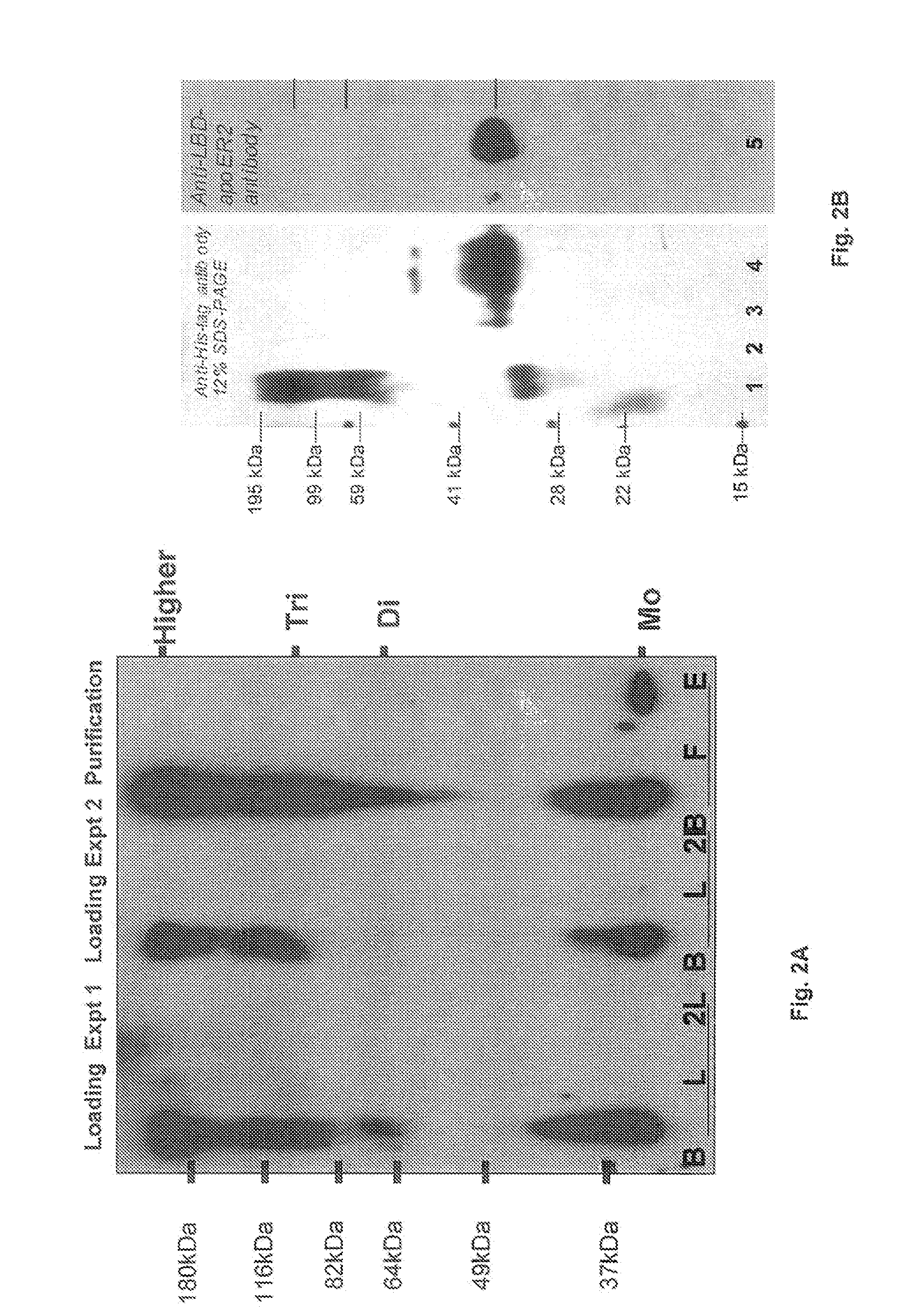Method and composition for a protein transduction technology and its applications