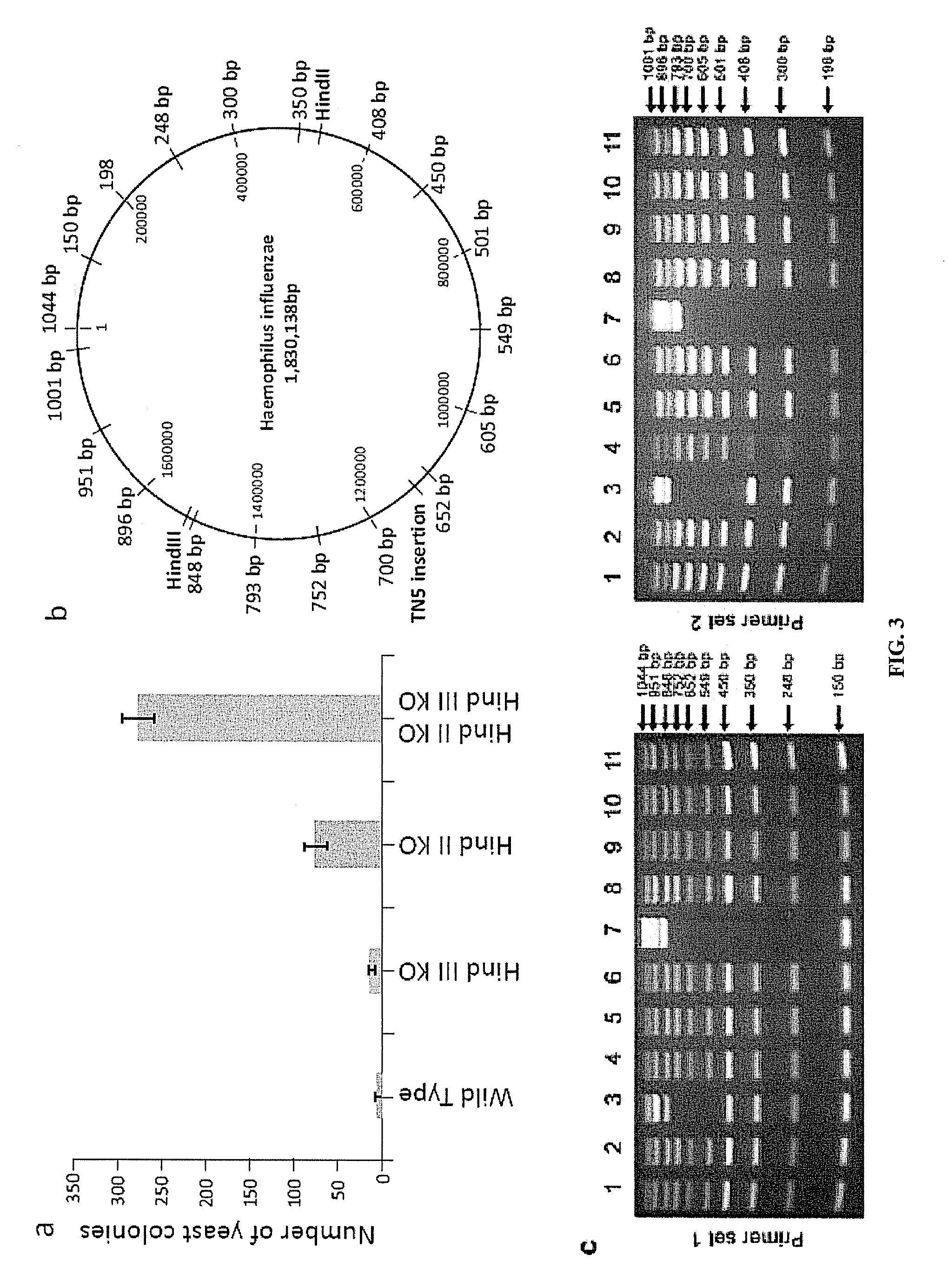 Crowding agent-induced nucleic acid transfer into a recipient host cell