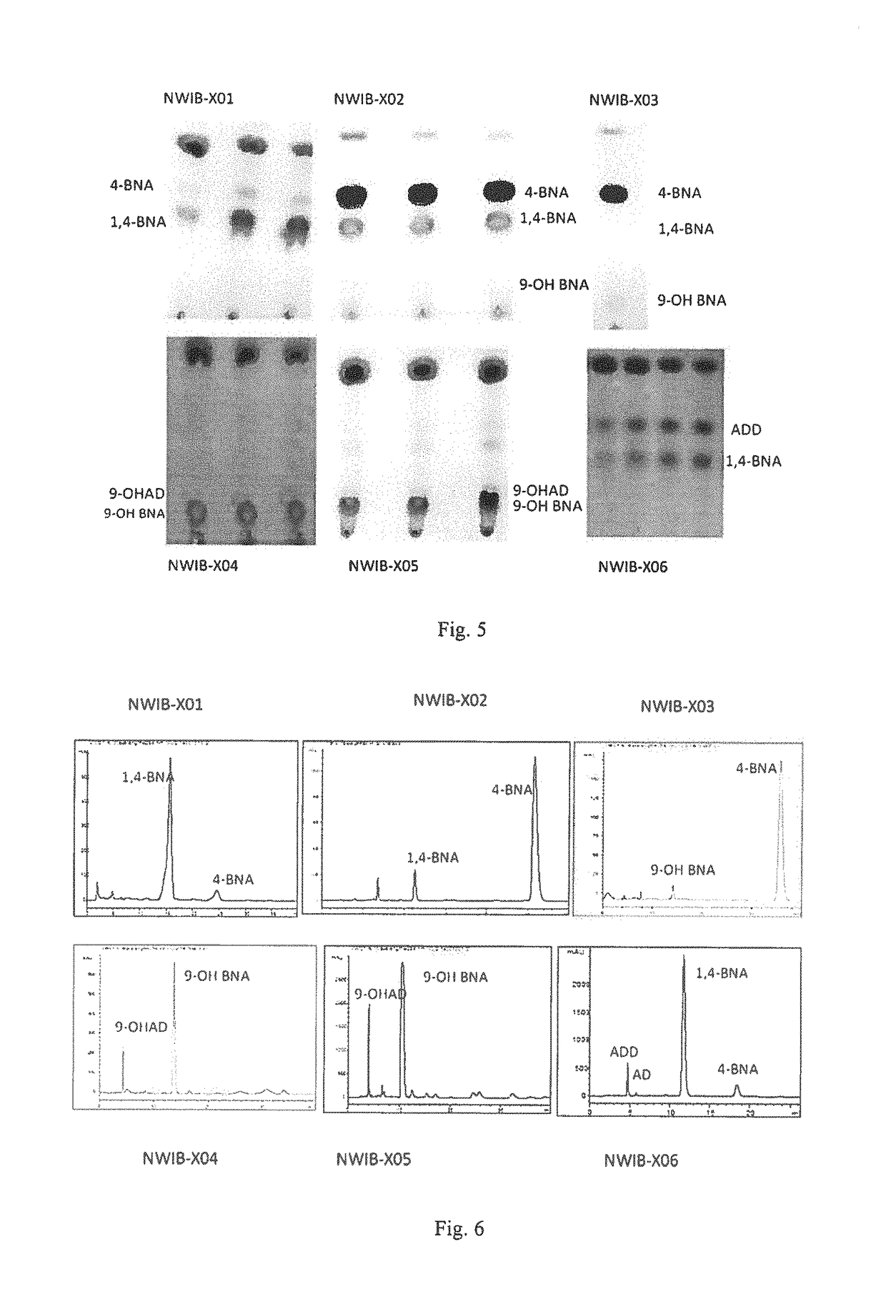 Hydroxyacyl-coenzyme a dehydrogenase gene, an acyl-coenzyme a thiolase gene, genetically engineered strains and a use thereof