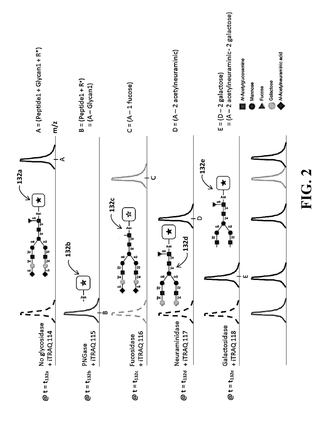 Identification of Glycosylation Forms