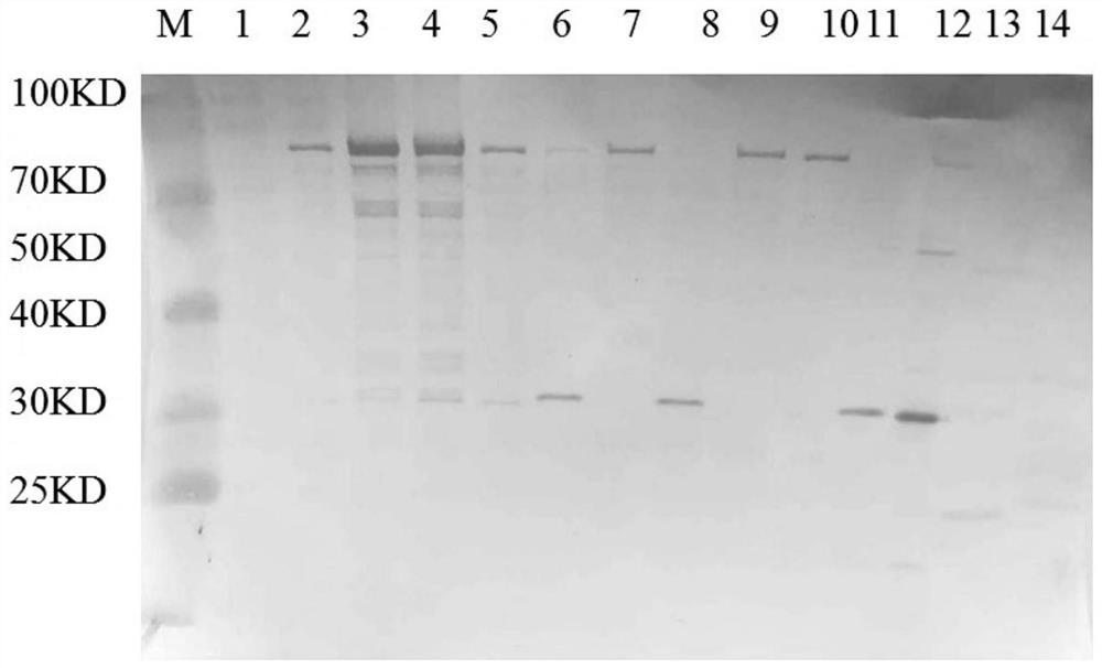 Hansenula polymorpha engineering bacteria for efficiently expressing CA10 virus-like particles and application thereof