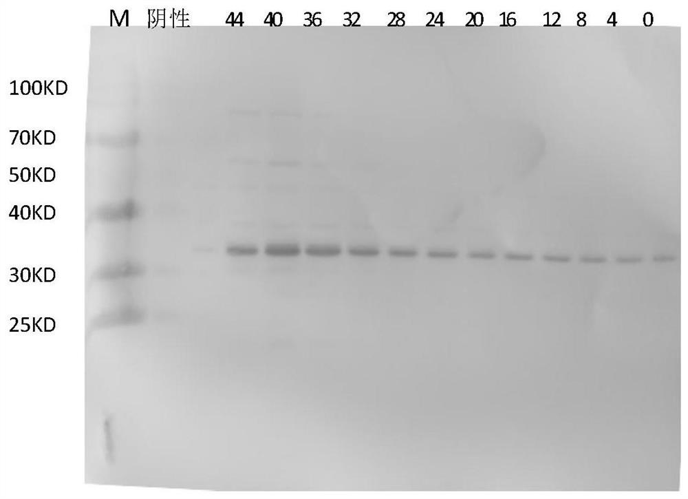 Hansenula polymorpha engineering bacteria for efficiently expressing CA10 virus-like particles and application thereof