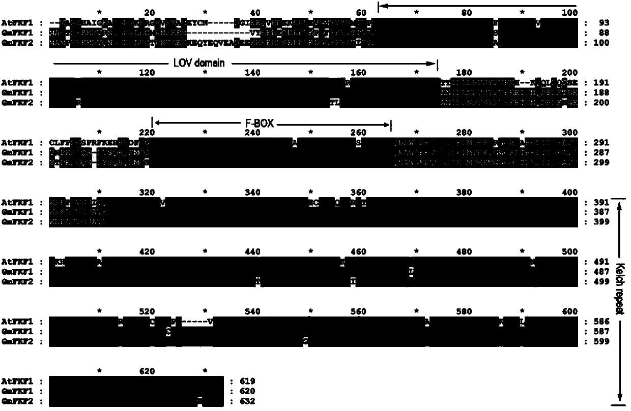 Soybean biological clock gene GmFKF2, encoding protein, and applications thereof
