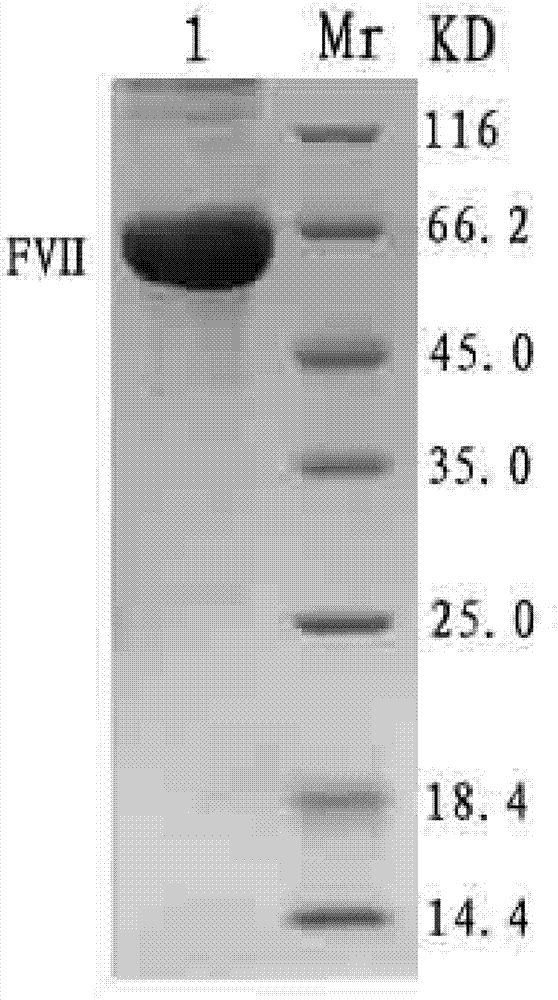Host cell containing vector for expressing functional recombinant human coagulation factor VII and high-level expression method of functional recombinant human coagulation factor VII