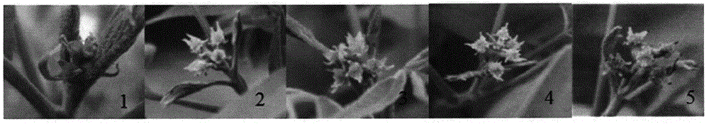 Carya illinoensis variety-pollination variety-selection and fruit-character analysis method