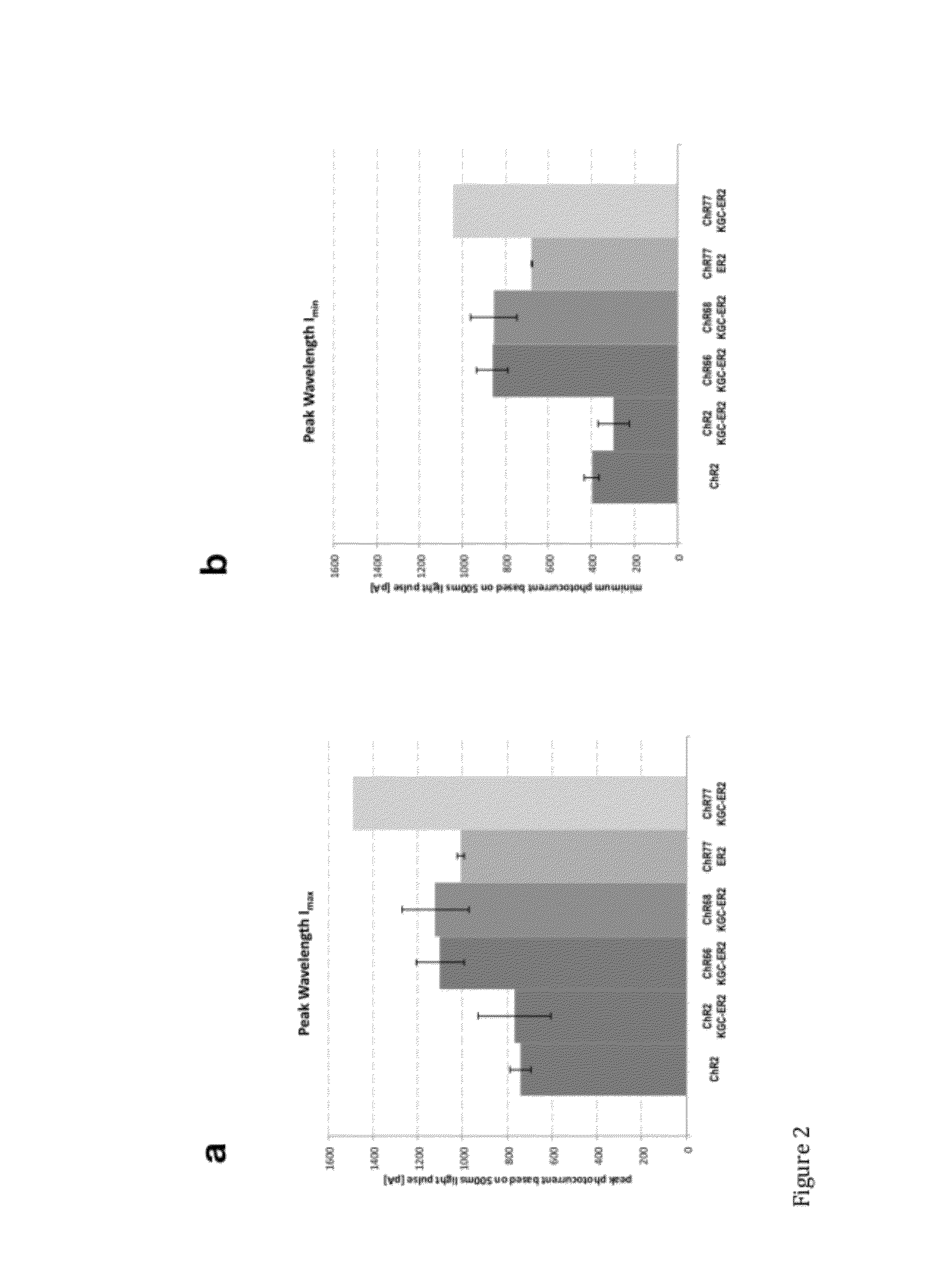 Light-activated ion channel molecules and uses thereof