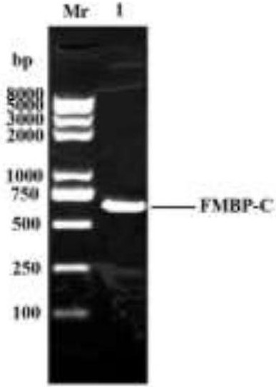 Anti-tumor active fragment of gluten bran-derived peroxidase and its preparation method and application