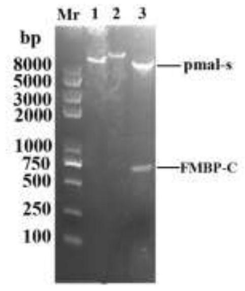 Anti-tumor active fragment of gluten bran-derived peroxidase and its preparation method and application