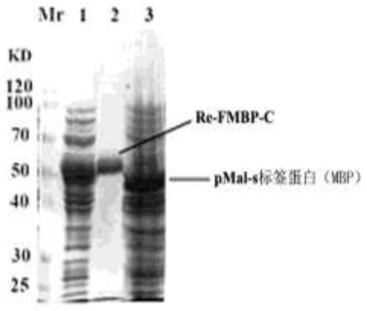 Anti-tumor active fragment of gluten bran-derived peroxidase and its preparation method and application