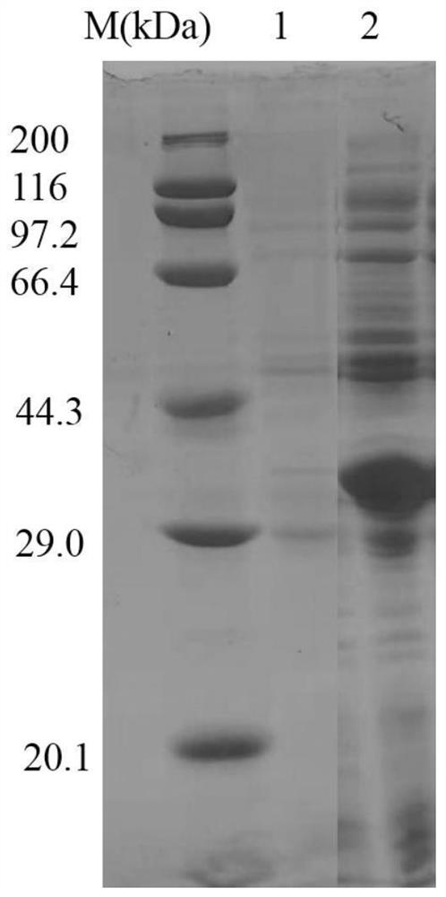 Proline racemase as well as preparation and application thereof