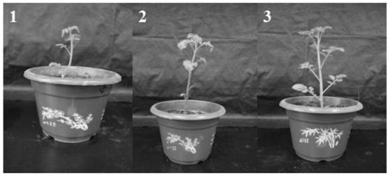 A compound agent for promoting the growth of potato seedlings and its application
