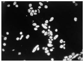 Halomonas 100-16-2 and method for preparing poly-3-hydroxybutyrate with same