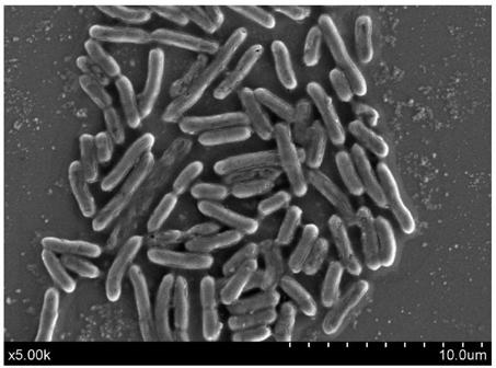 Halomonas 100-16-2 and method for preparing poly-3-hydroxybutyrate with same