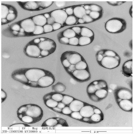 Halomonas 100-16-2 and method for preparing poly-3-hydroxybutyrate with same