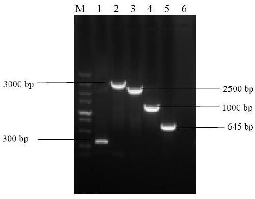 Recombinant baculovirus expressing porcine circovirus type 3 Cap protein and construction method and primers thereof
