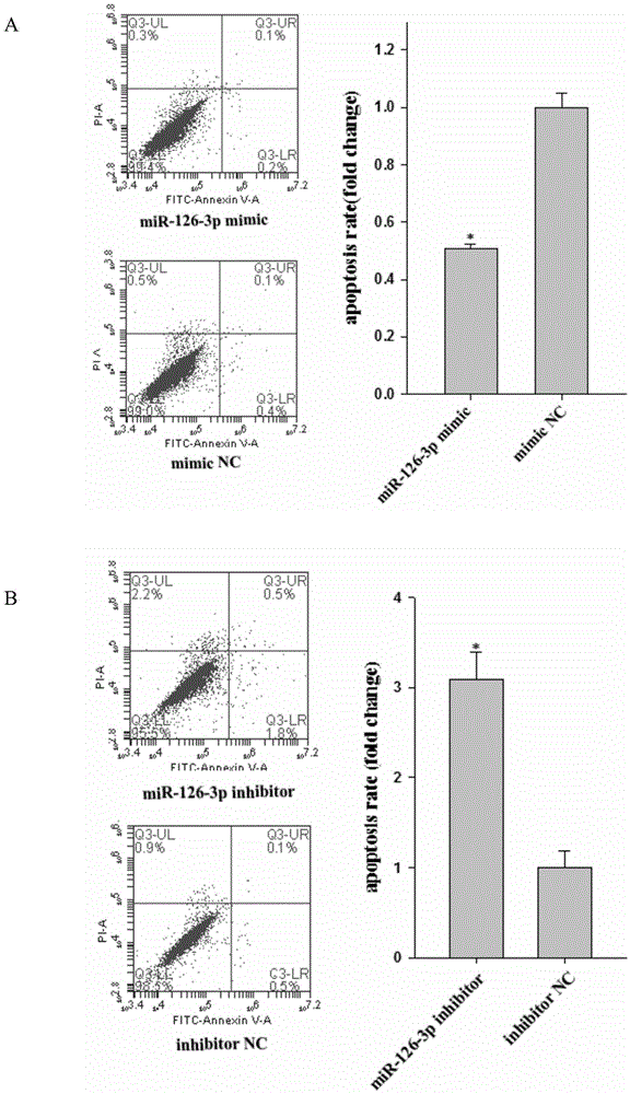 Application of miR-126-3p to porcine ovarian granular cells