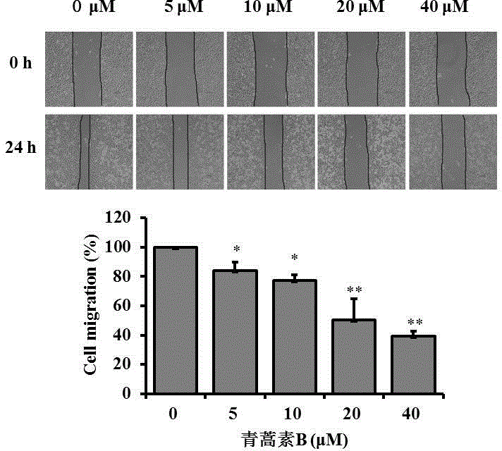 Effect of artemisinin B in A549 cell migration and invasion inhibition