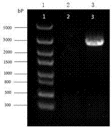 Zinc finger protein transcription factor gene RkMSN4 and application thereof