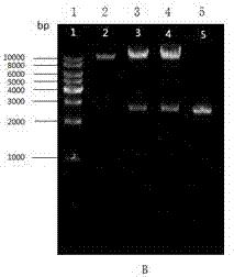 Zinc finger protein transcription factor gene RkMSN4 and application thereof