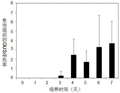 Efficient agrobacterium transgene method of zoysia japonica
