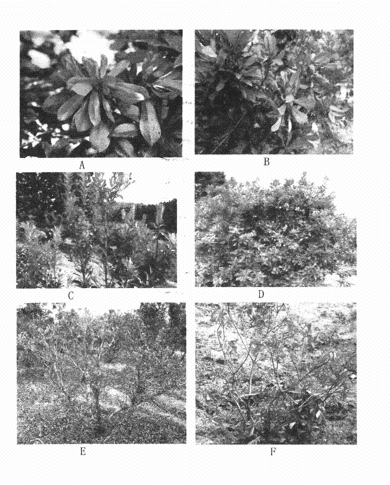 Method for identifying pathogen of paroxysmal foliage wilting disease in myrica rubra