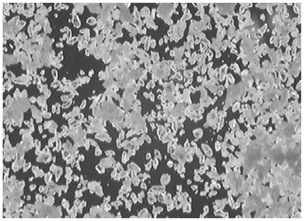 A kind of method that takes secondary amine as raw material to prepare crystalline thioaminocarboxylate