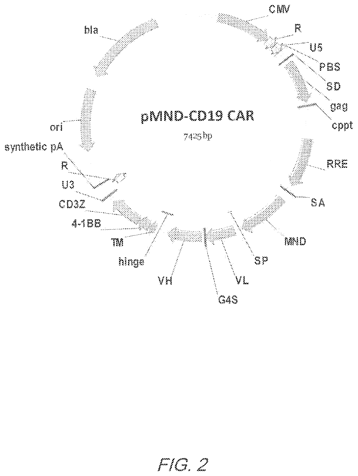 MND promoter chimeric antigen receptors