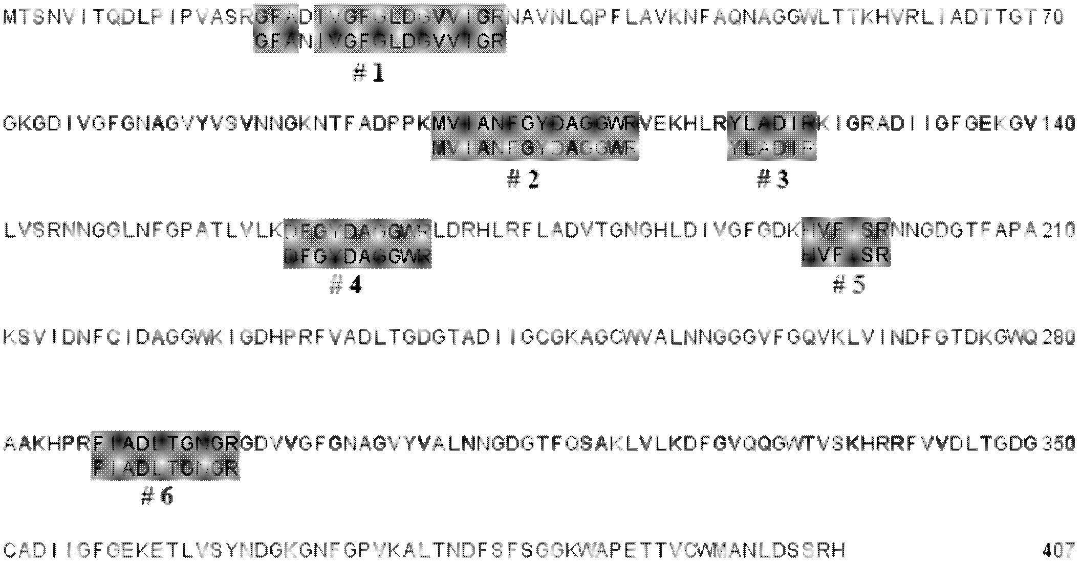 Agrocybe aegerita lectin AAL-2 and coding gene thereof, preparation method and application thereof