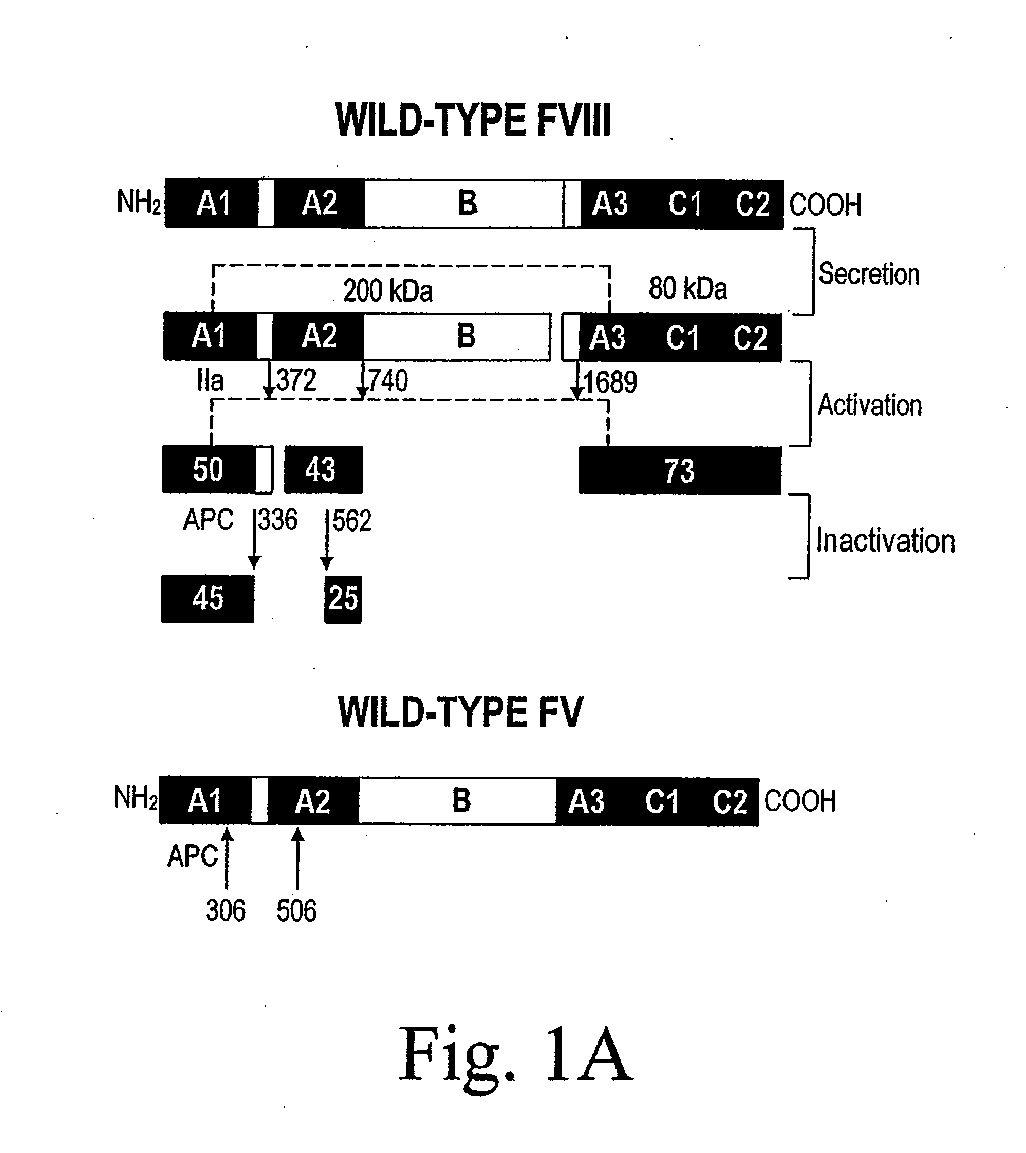 Method of Producing Factor VIII Proteins by Recombinant Methods