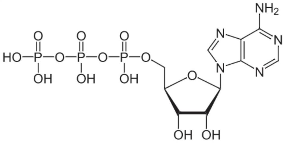 Method for preparing cyclic adenosine monophosphate by adenylate cyclase