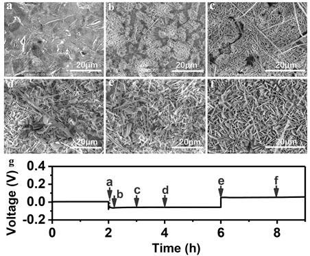 Preparation method and application of in-situ rapid growth multifunctional zinc negative electrode protective layer