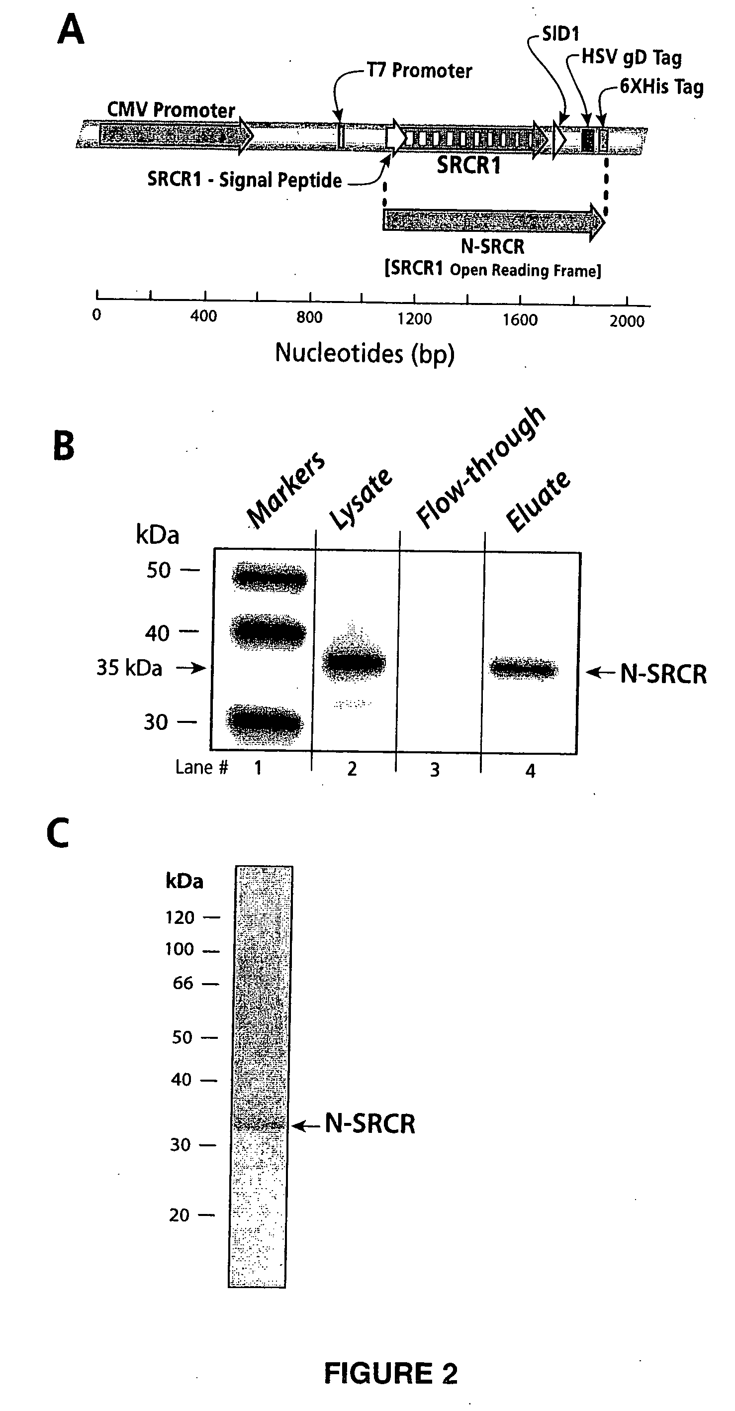Polyvalent multimeric composition containing active polypeptides, pharmaceutical compositions and methods of using the same